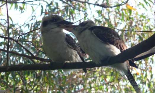 Straddie 7