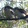 Straddie 7